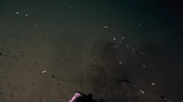 Моторошні нові види хробаків знайшли в найтемніших глибинах океану